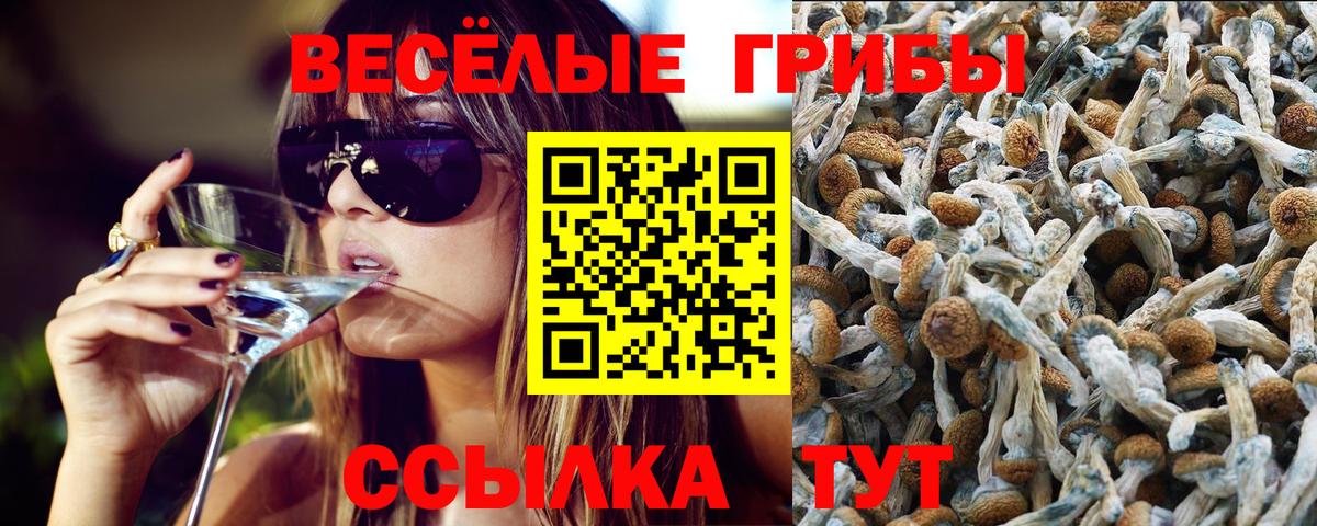 Галлюциногенные грибы Psilocybe Новокузнецк